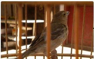 口勤的麻料鸟怎么看,揭秘其独特生活习性