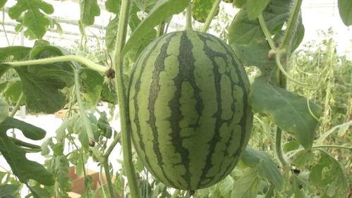 冬日吃瓜大赏,尽享吃瓜大赏盛宴