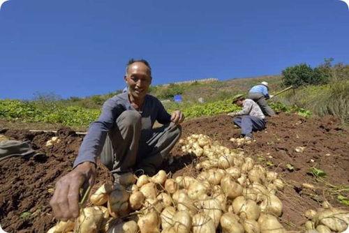 凉山彝族吃瓜小伙图片,传统与现代的完美融合