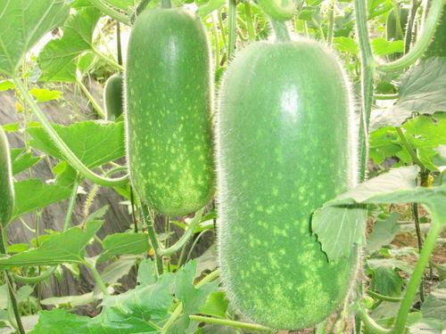 大瓜杆怎样吃,解锁美味新境界