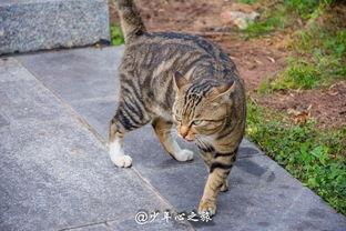 粉圈猫吃瓜群众,揭秘吃瓜群众的娱乐盛宴